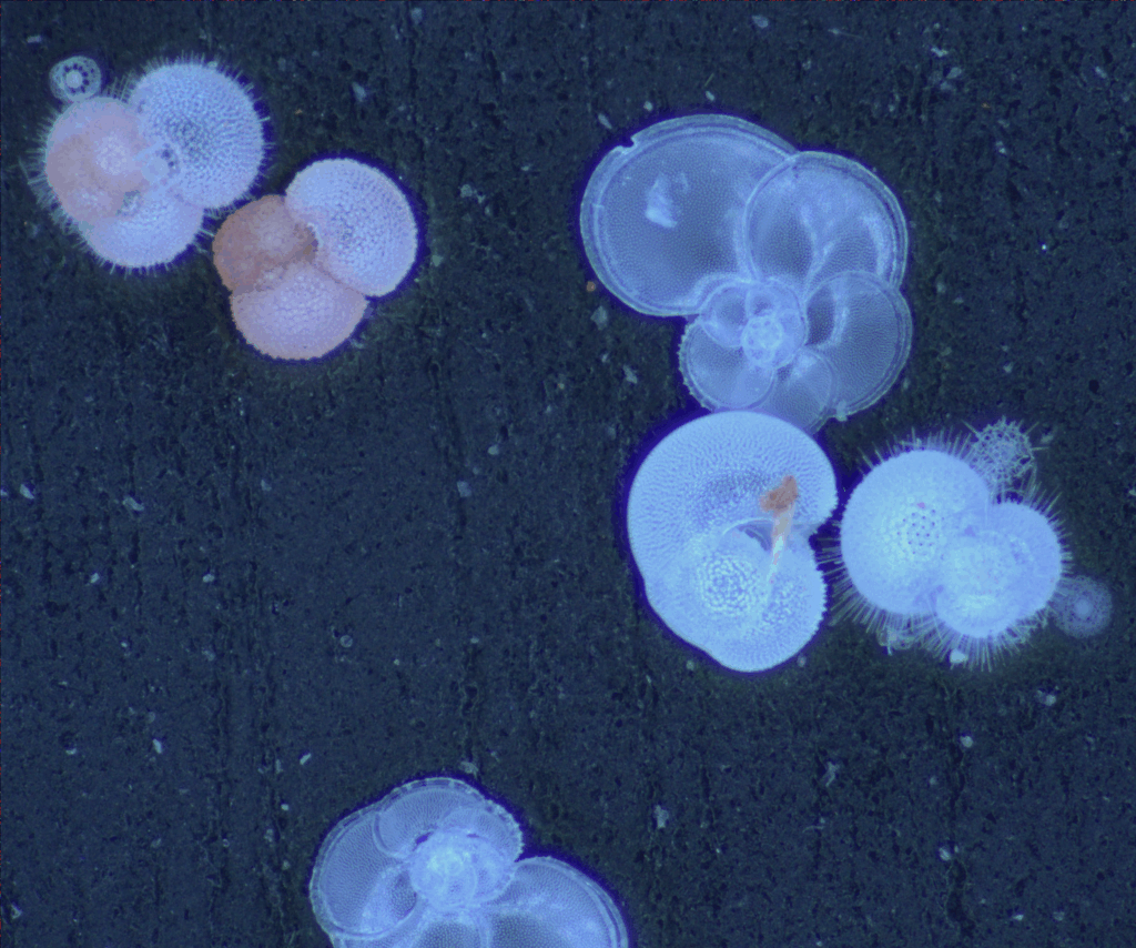 très belles photos de foraminifères planctoniques!